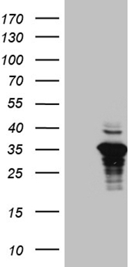 GRB7 Antibody