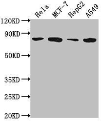 GRHL1 Antibody