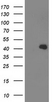 GRHPR Antibody