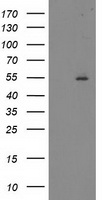 GRHPR Antibody
