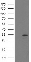GRHPR Antibody