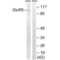 GRIK1 Antibody