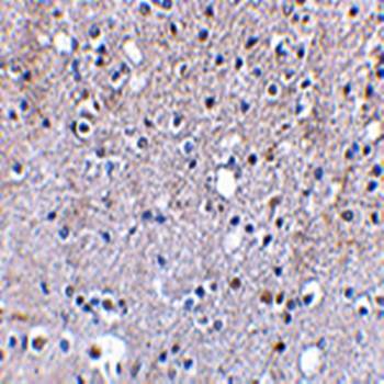 Grik5 Antibody