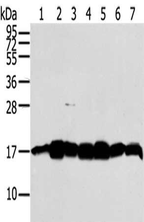 NME2 Antibody