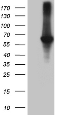 GRK1 Antibody