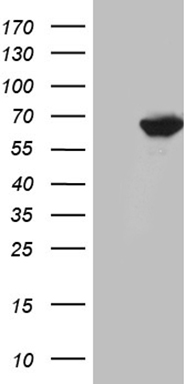 GRK1 Antibody