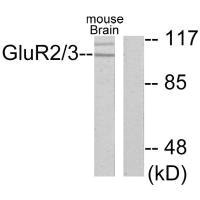 GRM3 Antibody