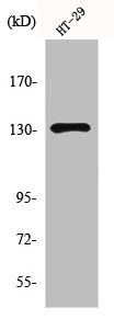 GRM5 Antibody