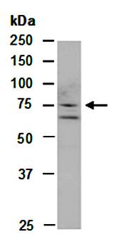 GRP78 (C) Antibody, Rabbit Polyclonal