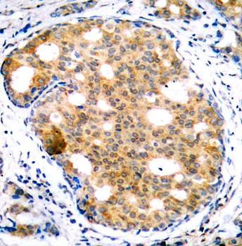 GSK3β (Ab-9) Antibody