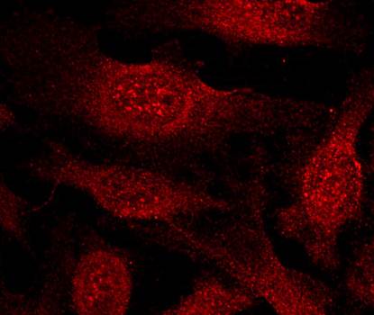 GSK3β (Ab-9) Antibody