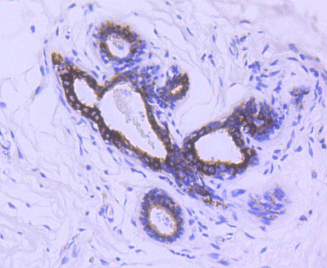 GSK3 beta(Phospho-Ser 9) Rabbit mAb Antibody