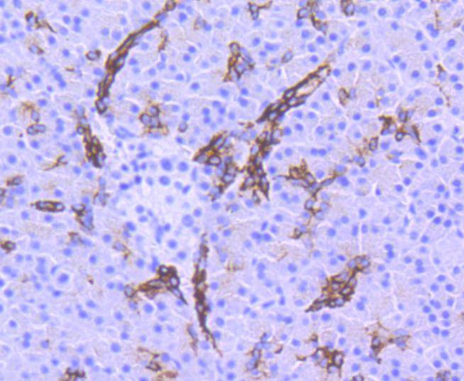 GSK3 beta(Phospho-Ser 9) Rabbit mAb Antibody