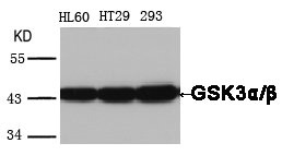 GSK3A/GSK3B Antibody