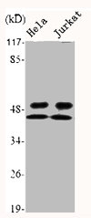 GSK3A/GSK3B Antibody