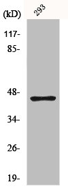 GSK3B Antibody