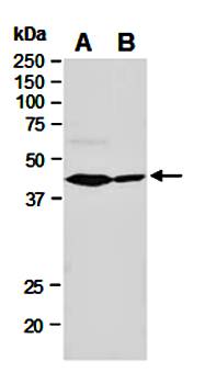 GSK3B (N) Antibody, Rabbit Polyclonal