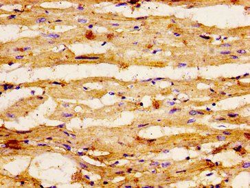 GSPT1 Antibody