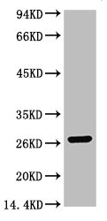 GST Antibody