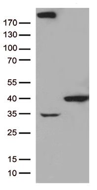 GTF2H3 Antibody
