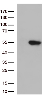 GCH1 Antibody