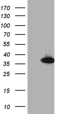 GCH1 Antibody