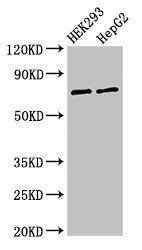 GTPBP4 Antibody