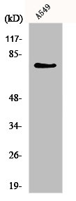 GUCY1A1 Antibody