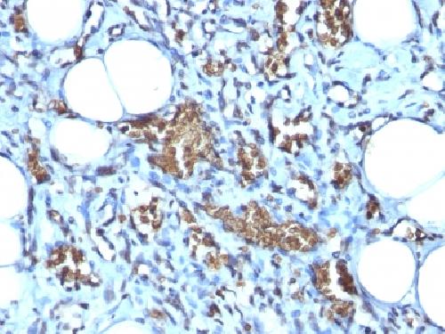 GYPA Antibody