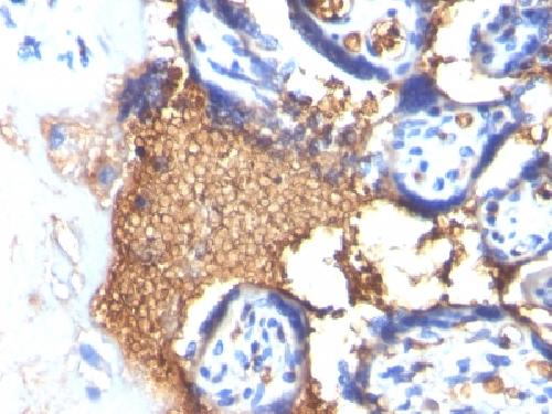 GYPA Antibody