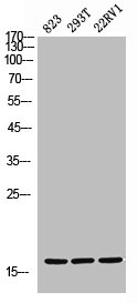 GYPA Antibody