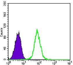 GYS1 Antibody