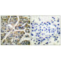GZMB Antibody
