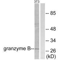 GZMB Antibody