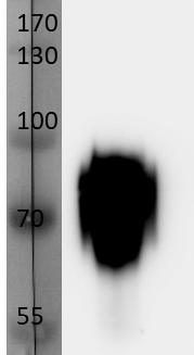 Anti-H60 antibody