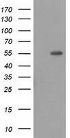 H6PD Antibody