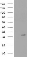 H6PD Antibody
