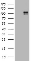 Hamartin Antibody