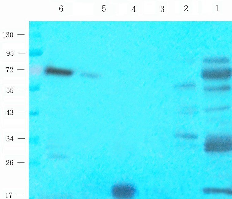 HAND1 Rabbit Polyclonal Antibody