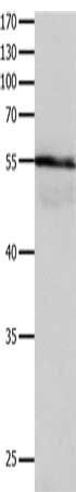 HP Antibody