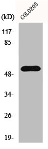 HARS Antibody