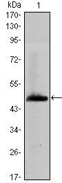 HAS1 Antibody