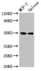 HAT1 Antibody