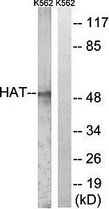 HAT Antibody