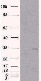 TIM3/HAVCR2 Antibody