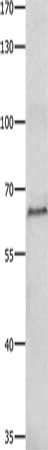 HDAC1 Antibody