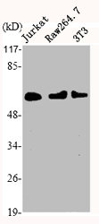 HDAC1 Antibody