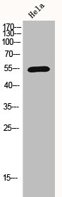 HDAC1 Antibody
