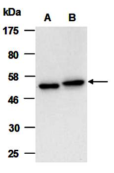 HDAC1 (C) Antibody, Rabbit Polyclonal