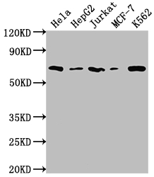 HDAC2 Antibody